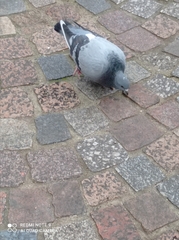 Columba livia domestica