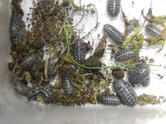 Armadillidium simoni