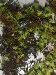 Armadillidium simoni