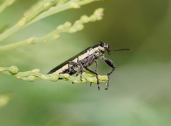Rhinotia phoenicoptera