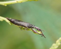 Rhinotia phoenicoptera