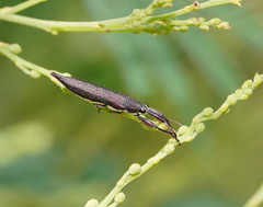 Rhinotia phoenicoptera
