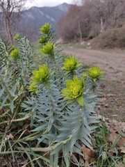 Euphorbia rigida
