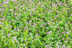 Persicaria thunbergii