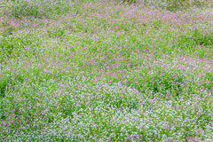 Persicaria thunbergii
