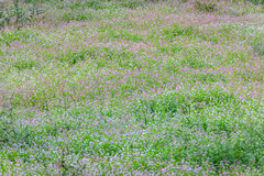 Persicaria thunbergii