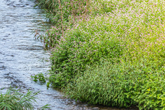 Persicaria thunbergii