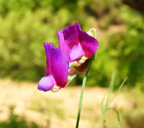 Image of Lathyrus digitatus by (c) Kostas Zontanos, some rights reserved (CC BY)