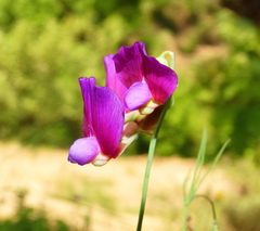 Lathyrus digitatus