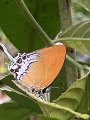 Eooxylides tharis distanti