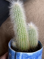 Cleistocactus