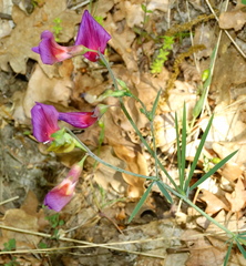 Lathyrus digitatus