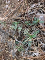 Seseli dichotomum