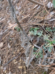 Seseli dichotomum