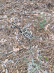 Seseli dichotomum