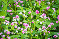 Persicaria thunbergii