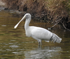 Platalea flavipes