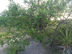 Bursera heliae