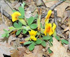 Chamaecytisus hirsutus