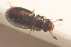 Salpingidae