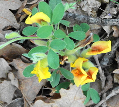Chamaecytisus hirsutus