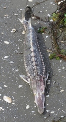 Acipenser stellatus