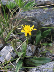 Crepis chrysantha