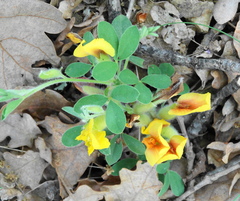 Chamaecytisus hirsutus