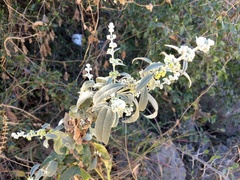 Buddleja sessiliflora