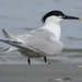 Sandwich Tern - Photo (c) Luca Boscain, some rights reserved (CC BY-NC)