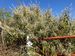 Buddleja sessiliflora