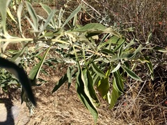 Buddleja sessiliflora