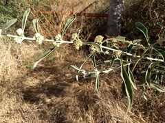Buddleja sessiliflora