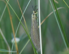 Myrmecaelurus trigrammus