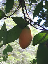 Melodinus australis