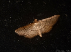 Hypolamprus ypsilon