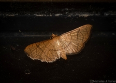 Hypolamprus ypsilon