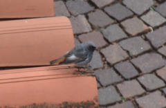 Phoenicurus ochruros