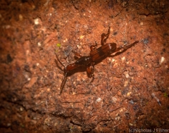 Cyphagogus delicatus