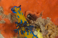 Tambja verconis