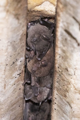 Myotis macropus