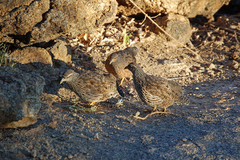 Pternistis hartlaubi