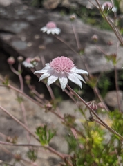 Actinotus forsythii