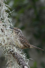 Spotted Wren photo 4