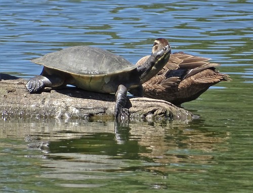 Eastern Short-necked Turtle, photo 3 of 7