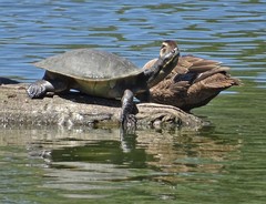 Murray River Turtle photo 3