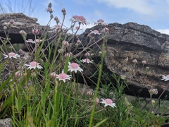 Actinotus forsythii