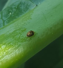 Clitostethus arcuatus