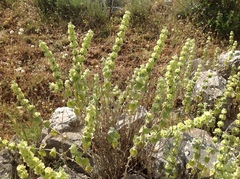 Pseudodictamnus acetabulosus