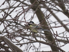 Parus major